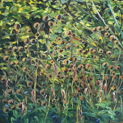 Seed heads by Stuart Nurse