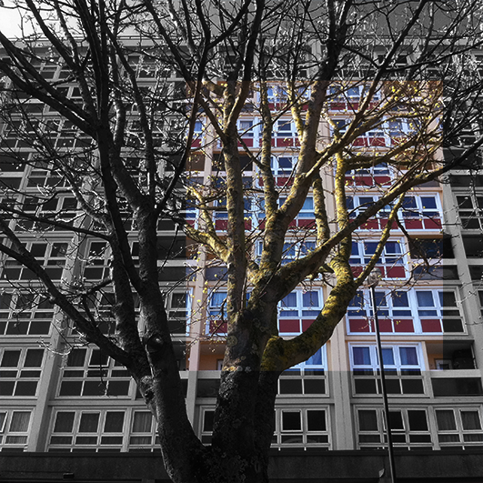 Trees Before Buildings 7